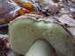 Ízletes vargánya (Boletus edulis), Őrség